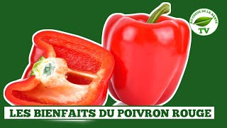 LES BIENFAITS DU POIVRON ROUGE [upl. by Aileve]