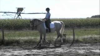 Lipizzan Horse For Sale Dressage Jumping Eventing SOLD [upl. by Learsi]