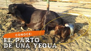 🔴 Parto de una YEGUA bien Explicado 🐎 [upl. by Drucilla647]