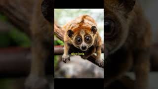 slow loris [upl. by Slen]