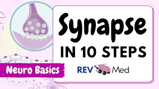 Synaptic Transmission The Synapse 10 easy steps  Neuro [upl. by Ecilahc]