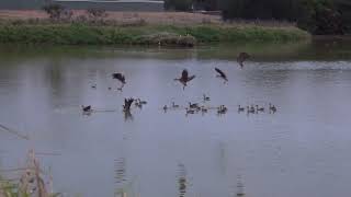 Birds at Sunset at UQ Gatton Campus [upl. by Waugh49]