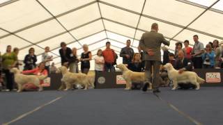 AT WDS World Dog Show Salzburg 18052012  Golden Retriever [upl. by Kama]