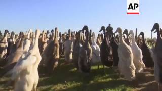 Ducks on Pest Patrol at South African Vineyards [upl. by Handy]