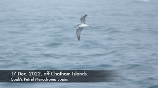 Cooks Petrel Dec 2022 off Chatham Islands [upl. by Keli]