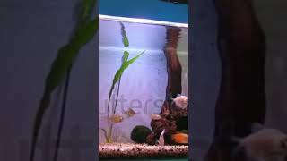 my gourami tank aquarium fishtank [upl. by Nesnah]