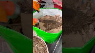 Grow bag kaise bharen gardening youtubeshorts [upl. by Nosredneh]