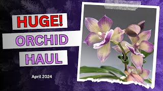 Huge Orchid Haul  Asheville NC show [upl. by Ahsinrats]