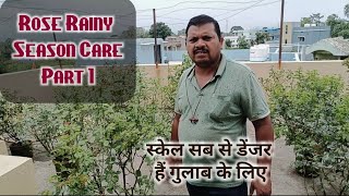 Bhisma ji ka Rose Care Rainy season Ke liye  Part 1 🌹 गुलाब का मानसून केयर [upl. by Dulla]