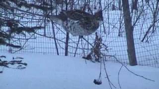 Boulder Junction WI  Ruffed Grouse Struggling to Get the Last of the Chokecherries [upl. by Alake]