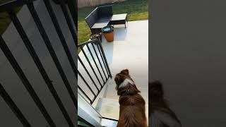 Parents Surprise Their Apartment Dog With His Own Backyard  The Dodo [upl. by Levine211]