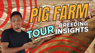 Short Tour Of My Pig Farmamp Breeding Insights [upl. by Orel]