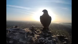 Lincoln Peregrines Live Stream [upl. by Eraste]