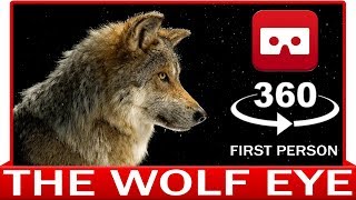 360° VR VIDEO  Wolf in point of View  Eye of Lupus  Howling Growling  POV  VIRTUAL REALITY 3D [upl. by Aubyn]