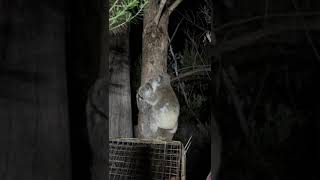 A koala mum Shae and her joey Soul have gone home wildlife animals northernrivers [upl. by Katushka]