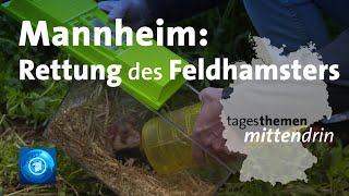 Mannheim Rettung des Feldhamsters  tagesthemen mittendrin [upl. by Namajneb]