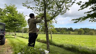 Cutting Back these Overhanging Trees on this Driveway [upl. by Gudrin]