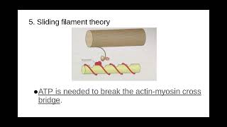 515 Plant and Animals lPART 2 The sliding filament model of muscular contraction [upl. by Dachi]