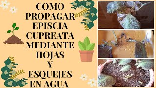 COMO PROPAGAR EPISCIA CUPREATA MEDIANTE HOJAS Y ESQUEJES EN AGUA l manuplant [upl. by Fernandina]