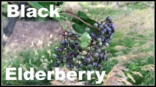 Black Elderberry Sambucus nigra Permaculture Walk  Ninja Gardening  Episode 11 [upl. by Duke]