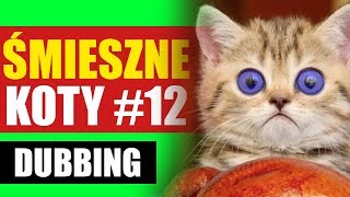 ŚMIESZNE KOTY 12 😆 DUBBING MATT OLECH [upl. by Noyr648]