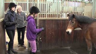 How rehoming a rescue horse is both simple and rewarding [upl. by Adnilrev433]