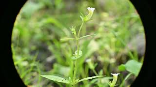 Gratiola neglecta Clammy Hedgehyssop [upl. by Marne]