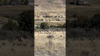 Group of pronghorn enjoying the Fall Weather montana pronghorn animals wildlife explore [upl. by Nyrem]