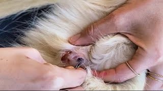 Bot fly removal  2022 botfly removal compilation 3  botflyremoval removal botflyremovalvideo [upl. by Rimat]