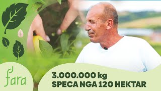 3000000 milion kg speca nga 120 hektar ka grumbulluar fshati babimovc në Obiliq [upl. by Assiralc]