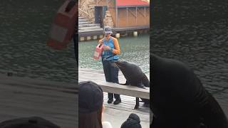 seal at seaworld shorts Cristian Lawal [upl. by Savill]