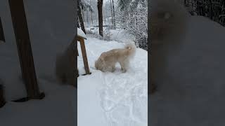 Great Pyrenees in Snow [upl. by Nylissej]