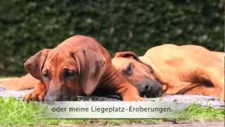 Rhodesian Ridgeback  Dhima quotLangeweile kenn ich nichtquot [upl. by Giuliana]