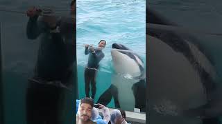 水族館 dolphin orca whale surfing kamogawaseaworld シャチ 鴨川シーワールド 🐬🐬🐬🐬🐬🐬👍👍🙏🙏 [upl. by Herries]