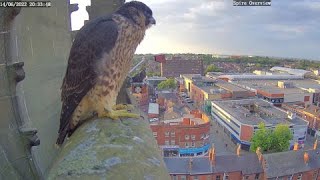 Wakefield Peregrines 2022 Compilation [upl. by Cort]