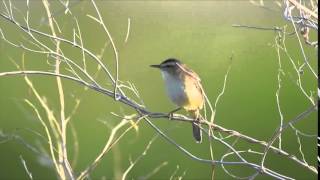 Blackbrowed ReedWarbler Acrocephalus bistrigiceps [upl. by Adnuahs]