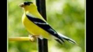 Yellow Bird  John Dennis Dickey Multitrack recording [upl. by Lein]