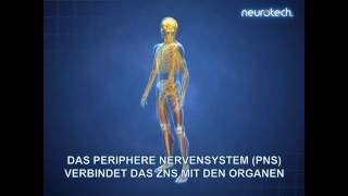 Grundlagen 1 Das Nervensystem ZNS PNS neurotech [upl. by Belier]