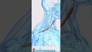 Visual Anatomy 3D  Facts about the Omohyoid muscle [upl. by Allista]