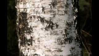 Betula pendula  silver birch [upl. by Ecinaj]