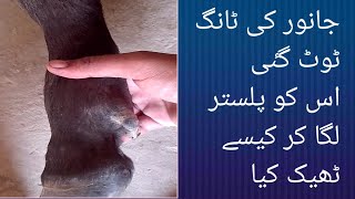 How to treat fracture in cow fracture of metacarpal bone in buffalo ٹوٹی ہڈی کا علاج [upl. by Karia]