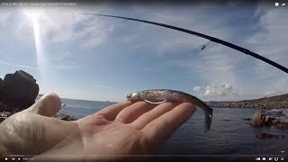 How to fish with the Savage Gear Sandeel V2 Weedless [upl. by Artcele630]