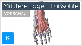 Fußsohle Muskeln der mittleren Loge Vorschau  Kenhub [upl. by Hummel]