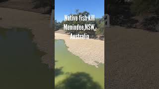 Native Fish Kill Menindee Australia darlingriver murraycod silverperch goldenperch [upl. by Beach556]