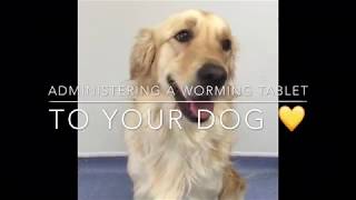 How to give a Worming tablet to your Dog [upl. by Leslee]