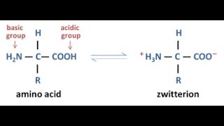 Amino Acid Zwitterion [upl. by Zerk840]