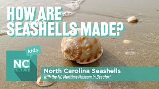 How Are Seashells Made North Carolina Seashells in Beaufort [upl. by Yellehs]