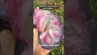 MANFAAT DAN KHASIAT BUAH KENITU manfaatkhasiatbuahkenitu buahkenitu buah kenitu buahbuahan [upl. by Elnukeda507]