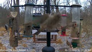 Goldencrowned kinglet feeding on suet on log feeder 1132024 [upl. by Delly]