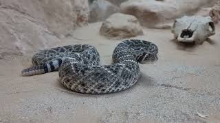 Western diamondback rattlesnake [upl. by Babcock]